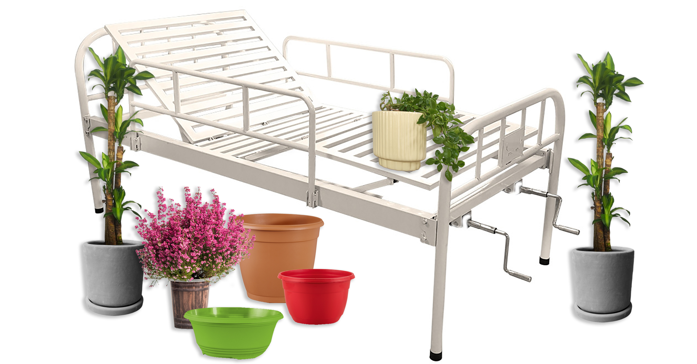 Clnica de plantas