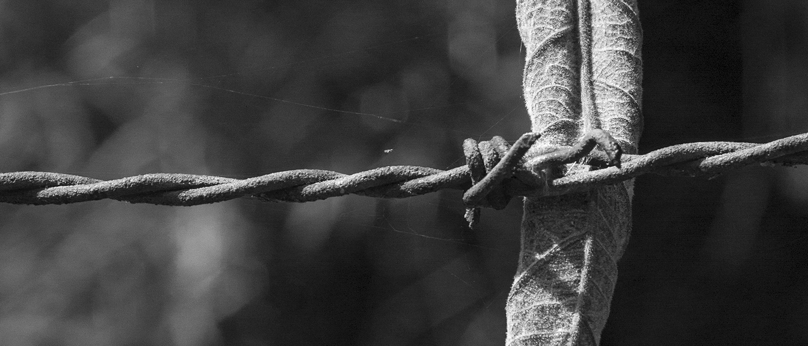 Presentacin de libro En este tu jardn estuvo mi cuerpo fatigado