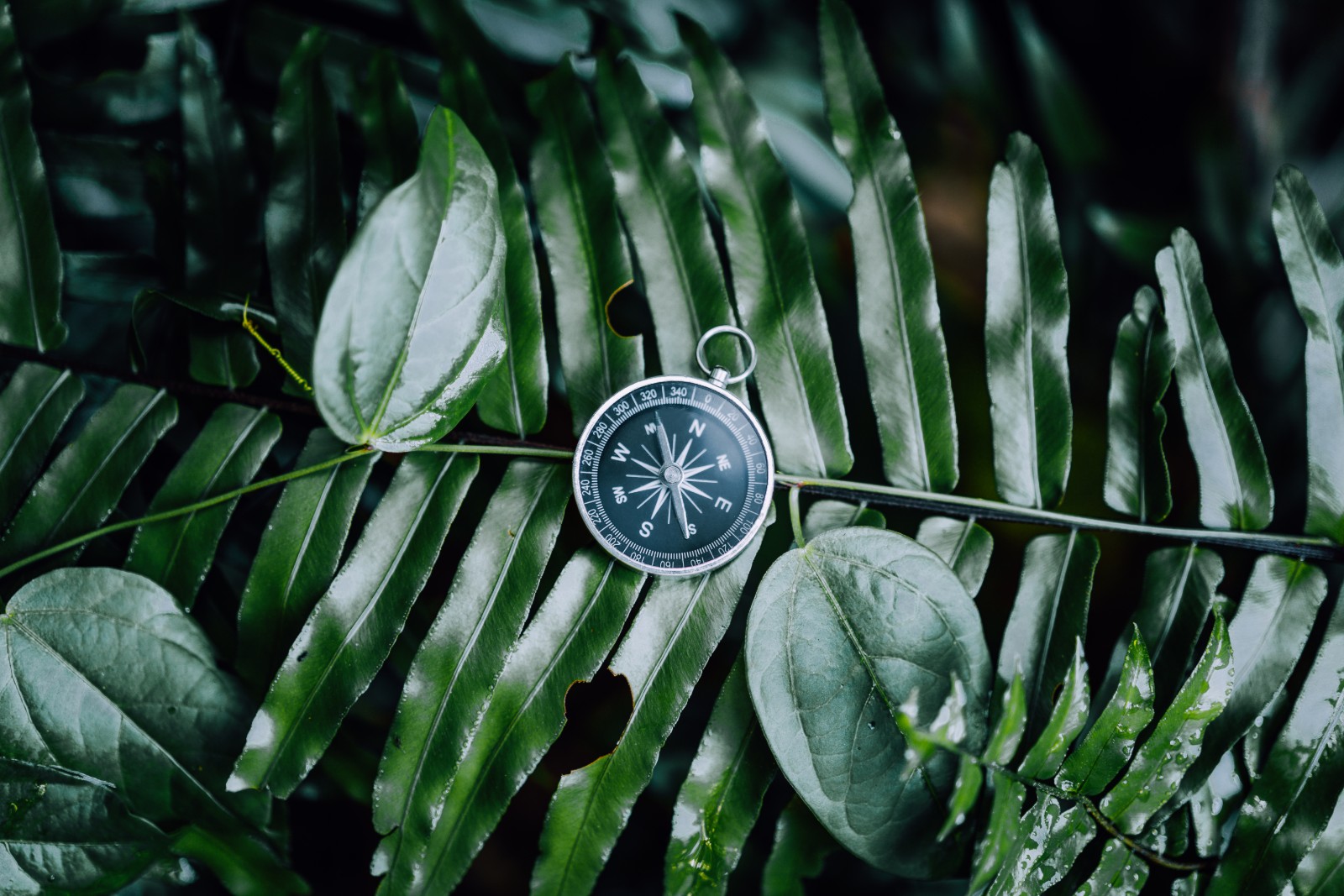 Da Mundial del Medio Ambiente