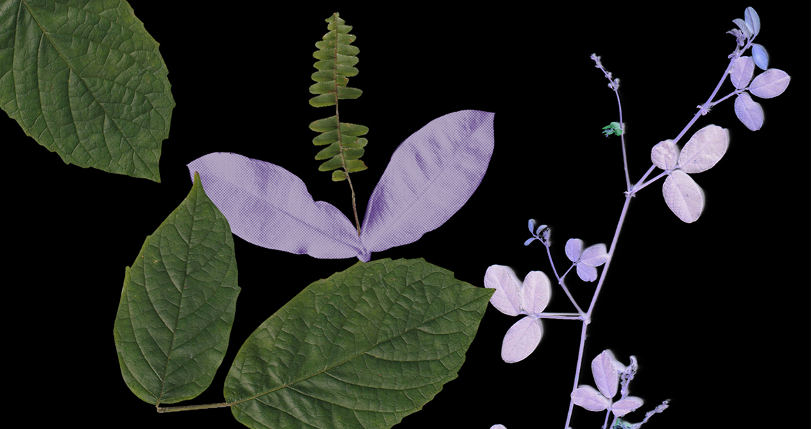 Voces Verdes Encuentro de alternativas para enfrentar el cambio climtico