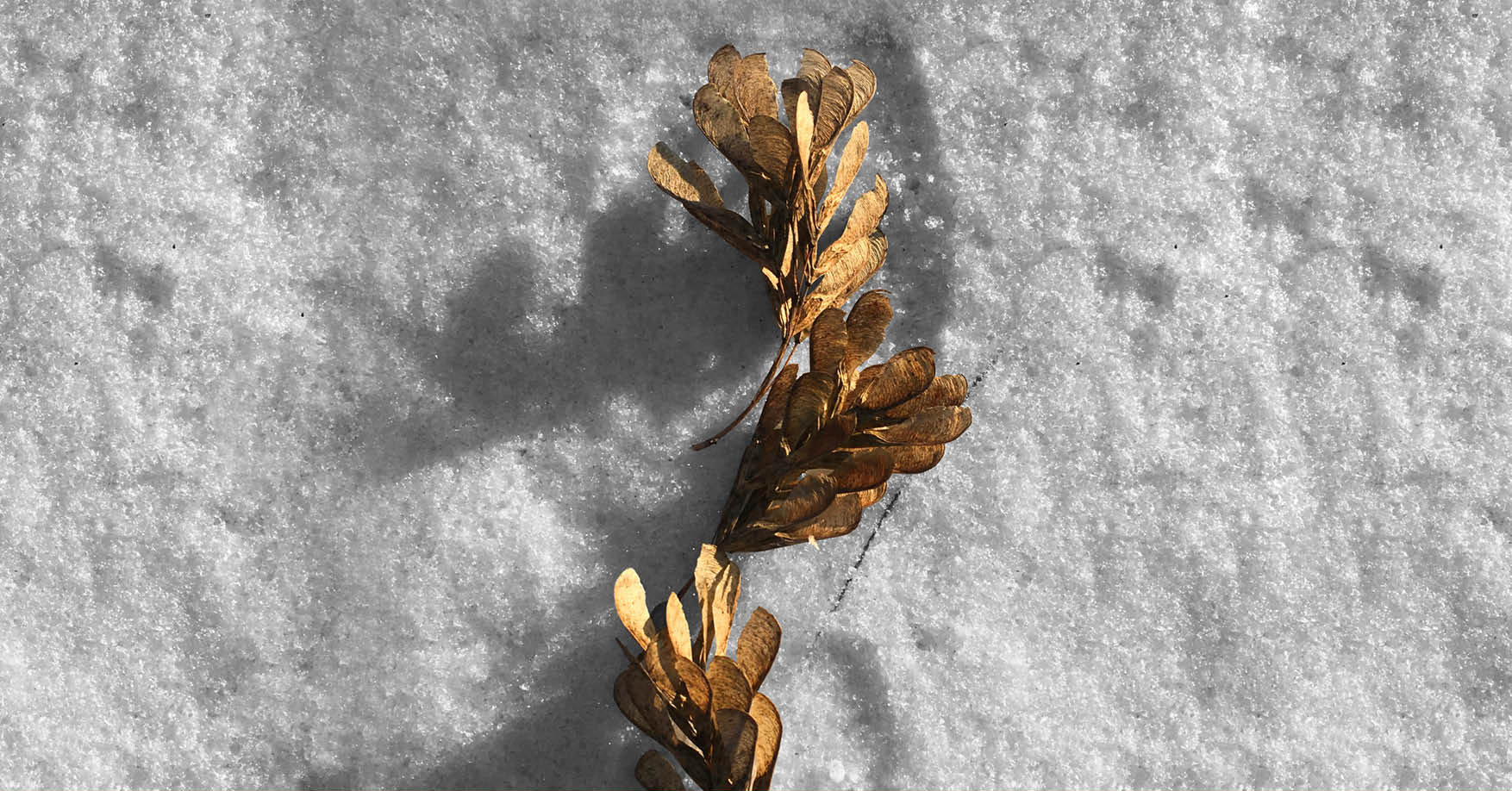 Presentacin de libro Arquitecto de quimeras