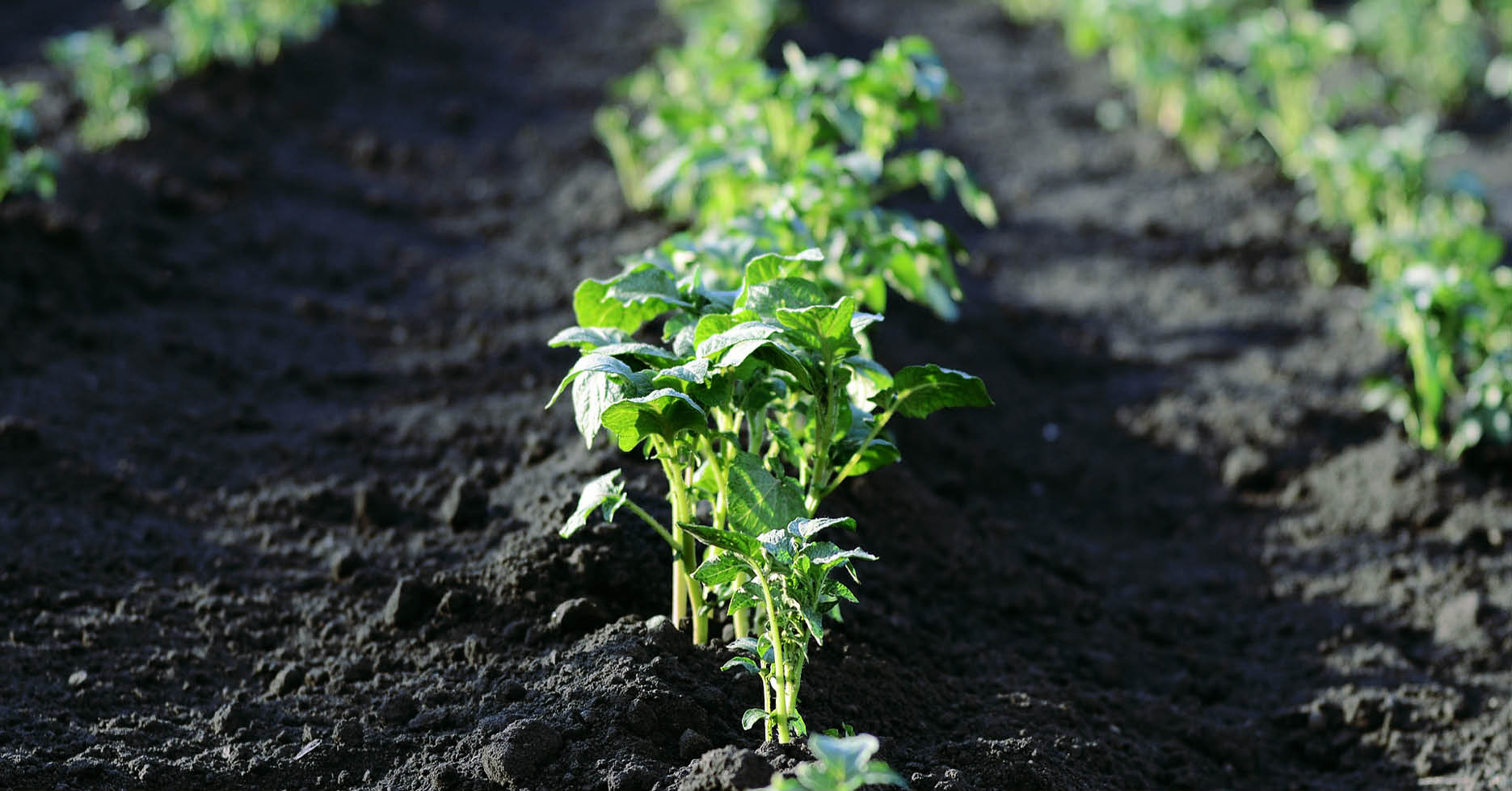 La fiesta es abajo Tierra salud y alimentos Conversatorio sobre Agroecologa