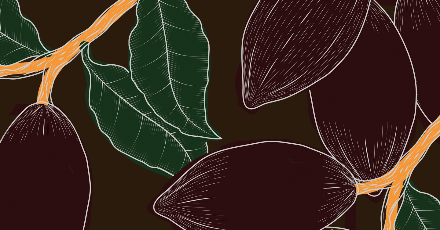 Una ilutración con cuatro frutos del cacao en su planta 